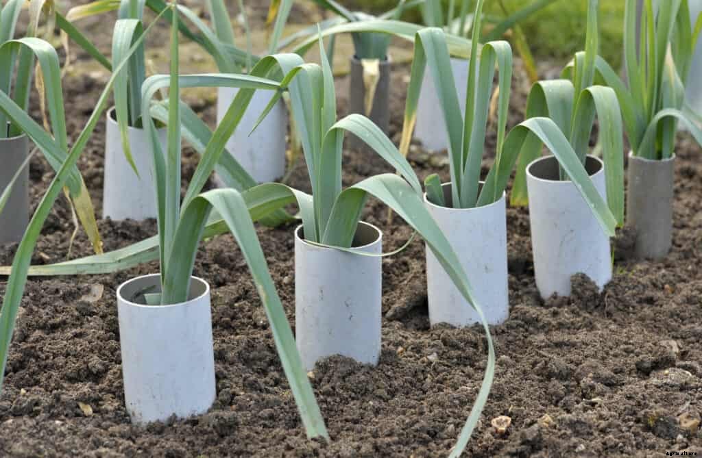 How to Grow Leeks