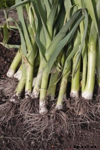 How to Grow Leeks