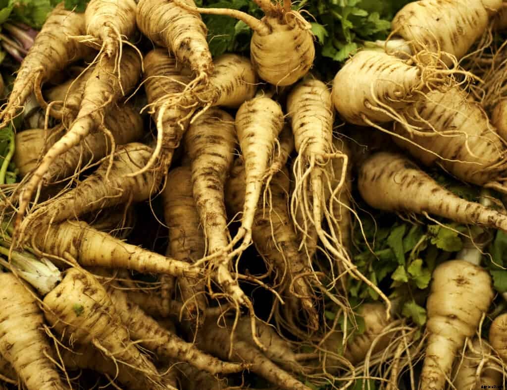 How to Grow Parsnips
