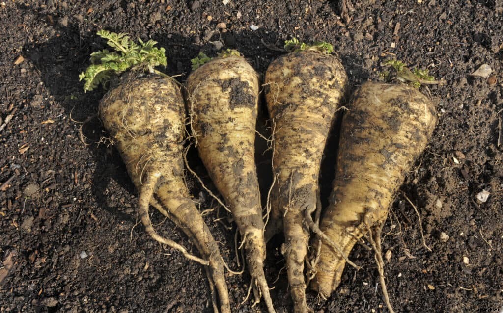 How to Grow Parsnips