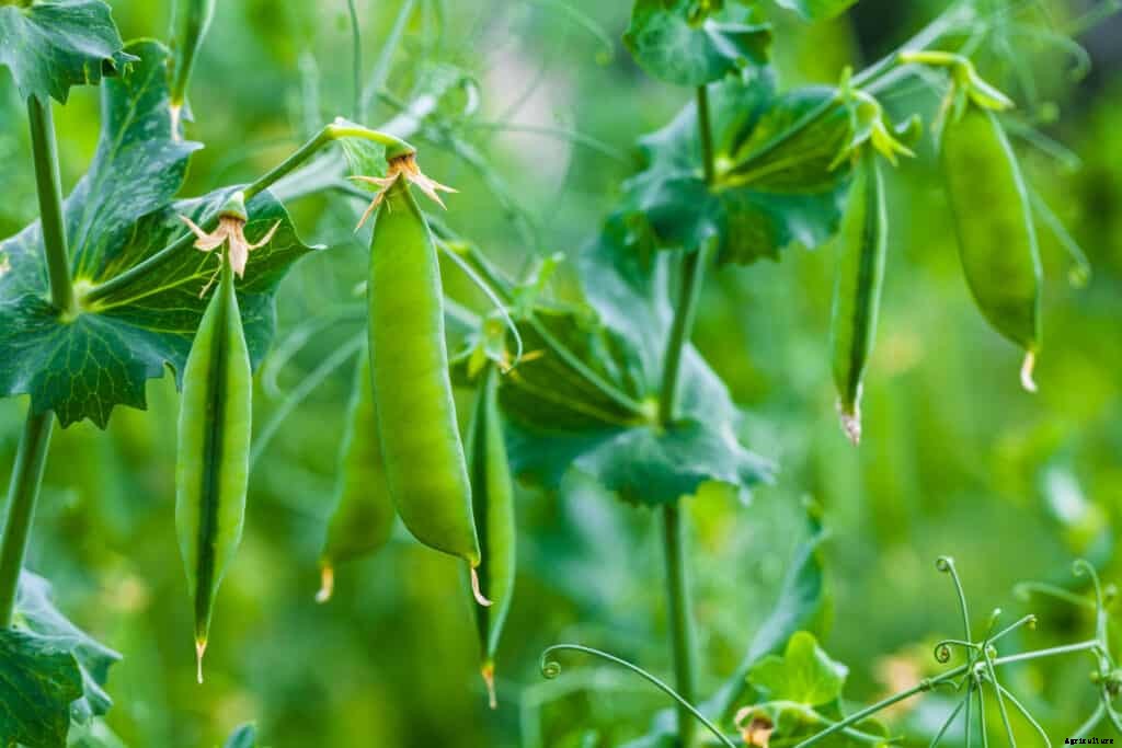 How to Grow Peas