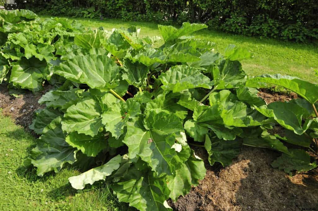 How to Grow Rhubarb