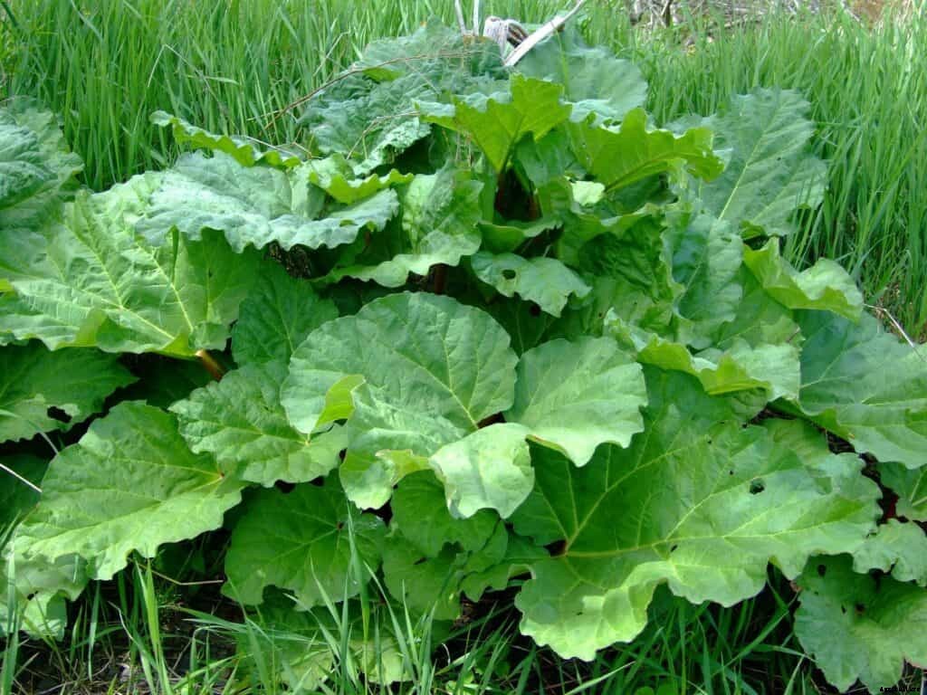 How to Grow Rhubarb