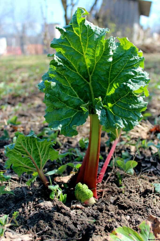 How to Grow Rhubarb