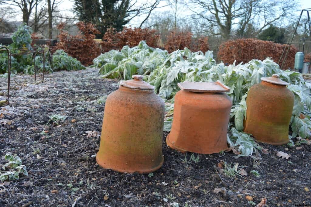 How to Grow Rhubarb