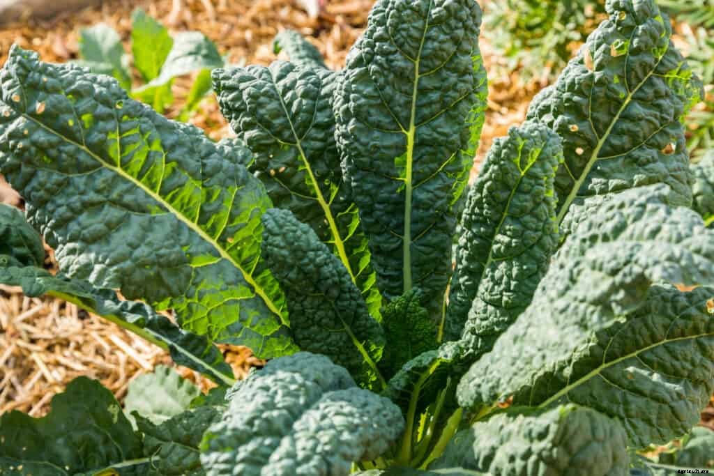 How to Grow Kale