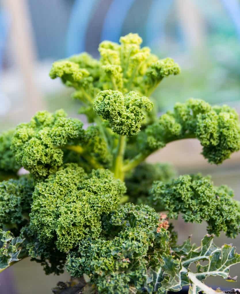 How to Grow Kale