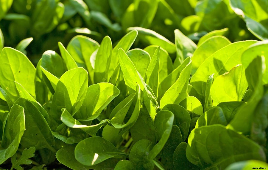 How to Grow Spinach