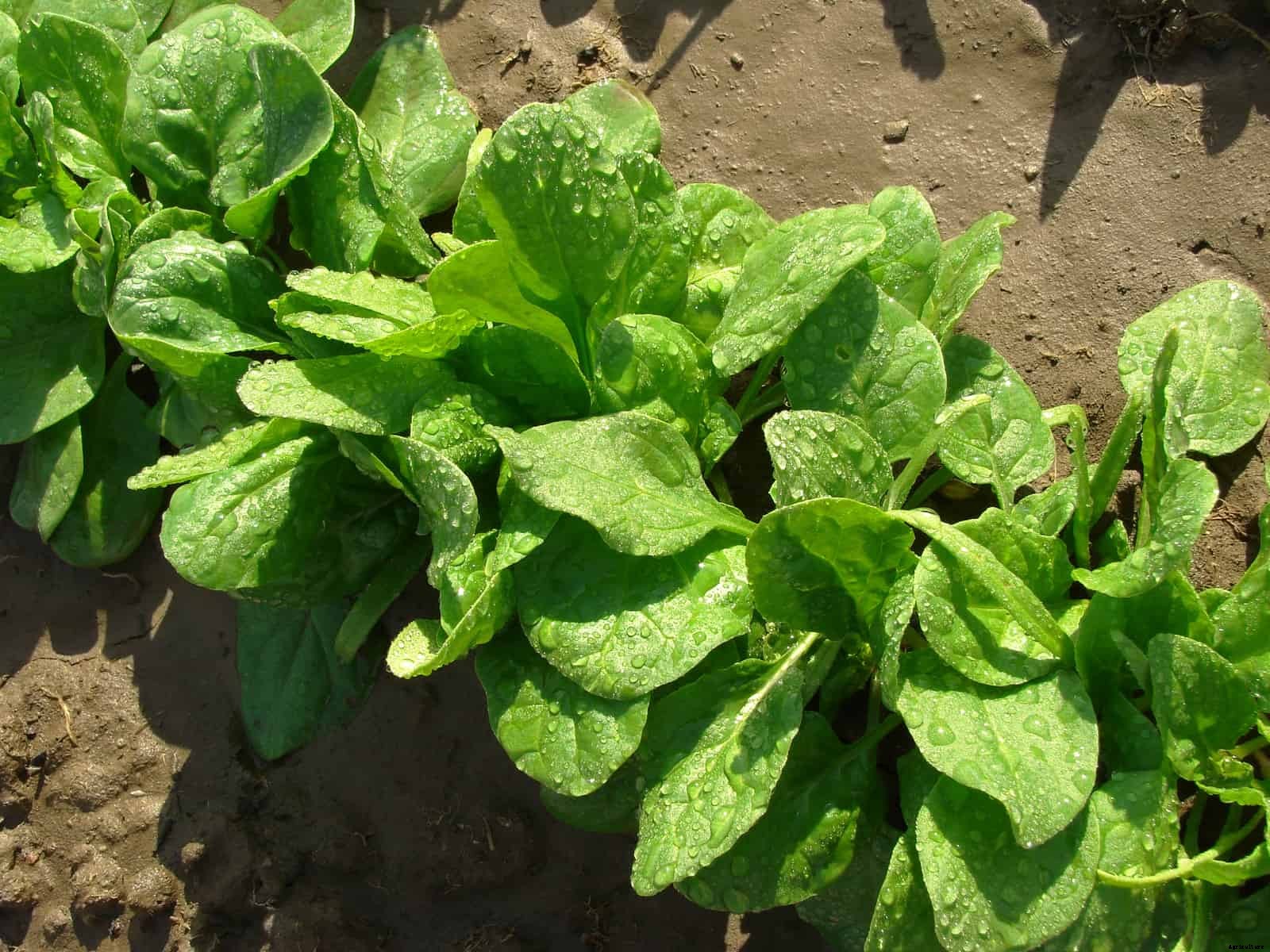 How to Grow Spinach