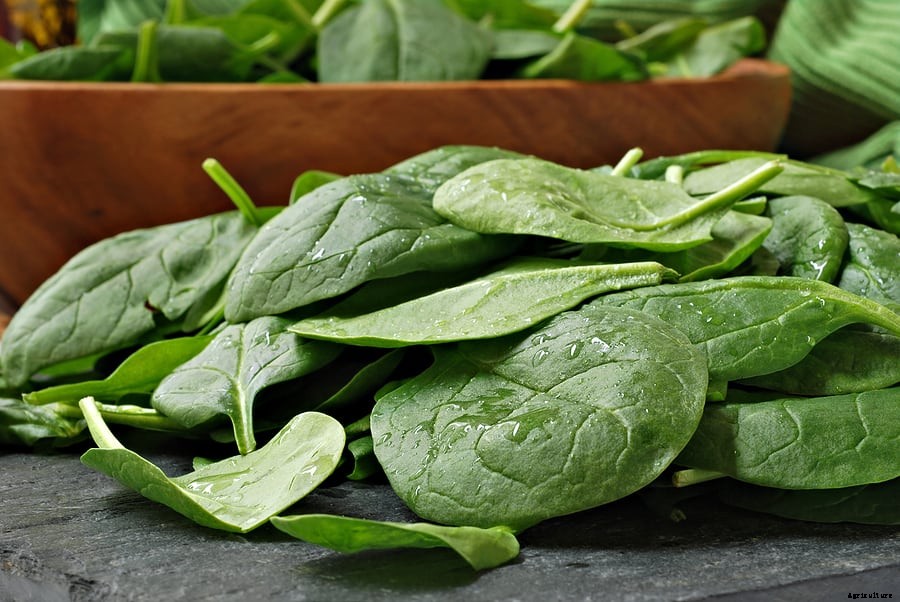 How to Grow Spinach