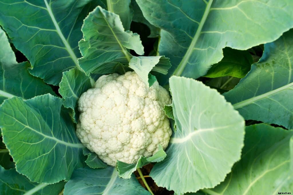 How to Grow Cauliflower