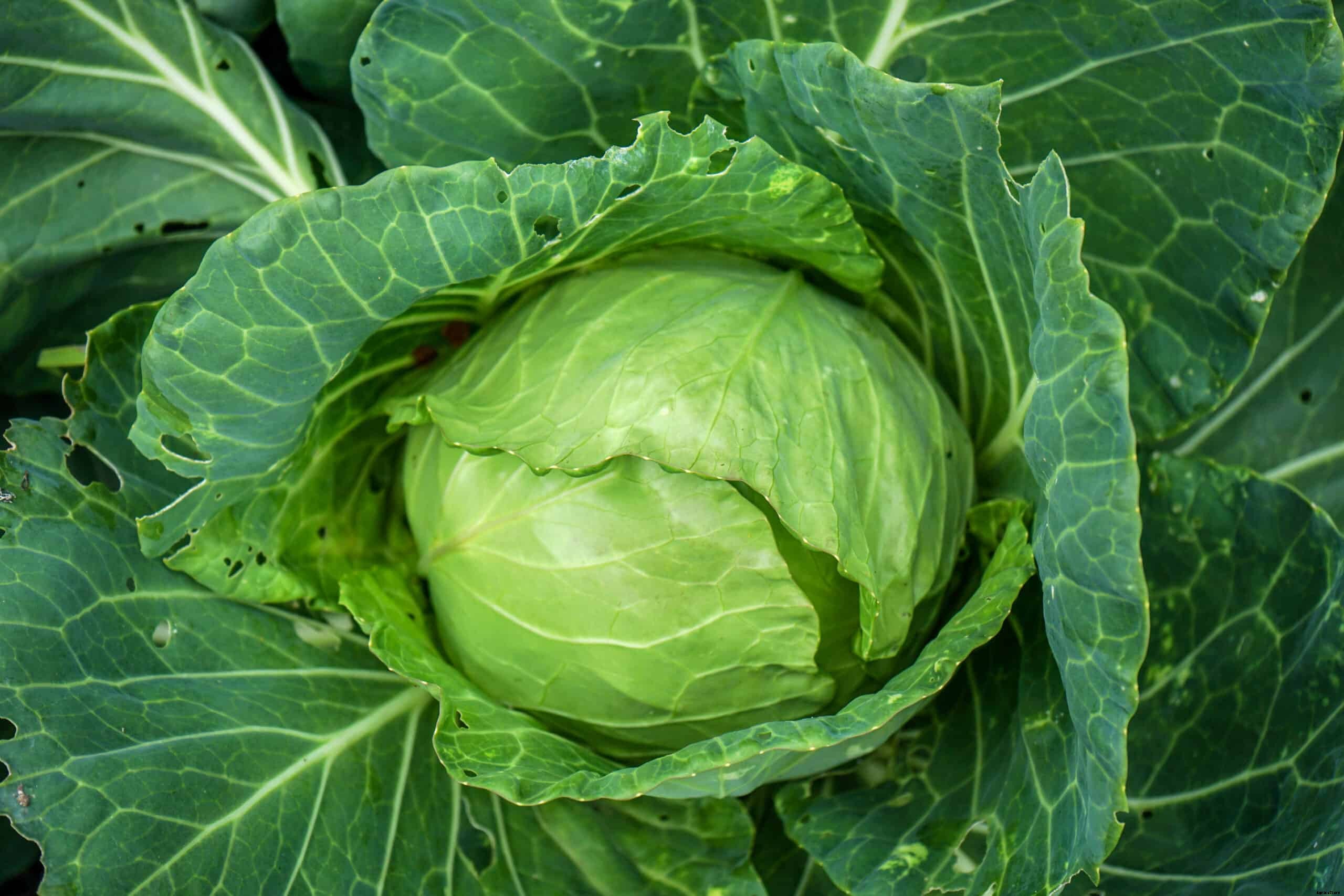How to Grow Cabbage