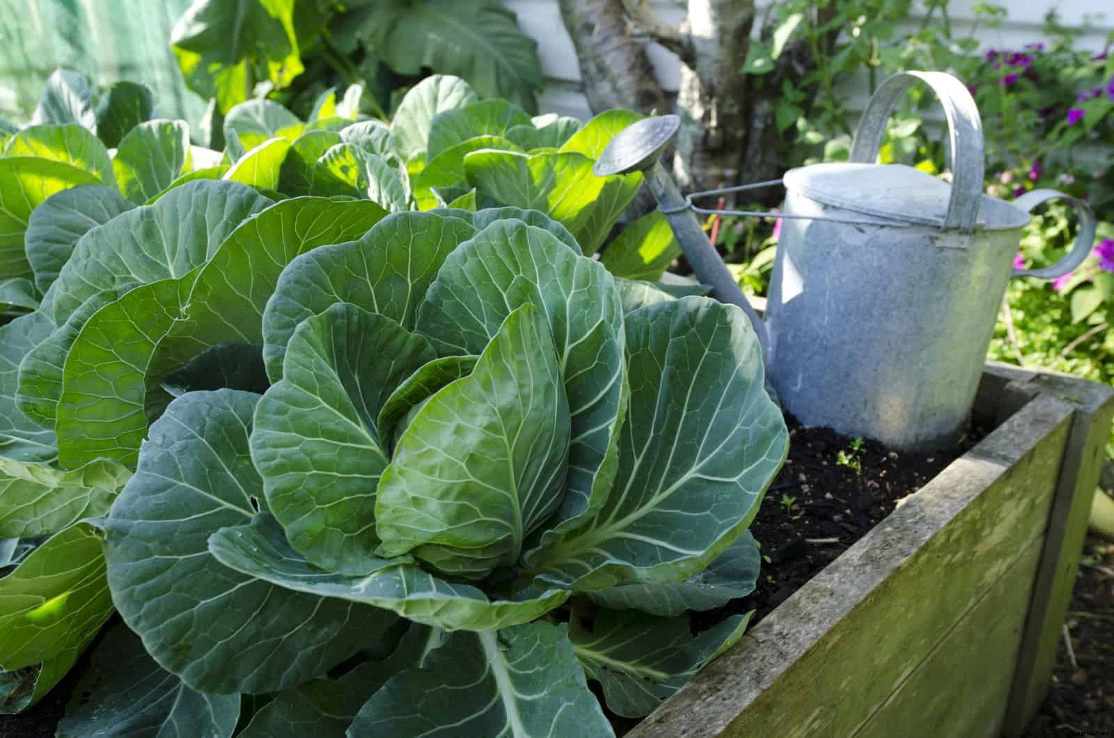 How to Grow Cabbage