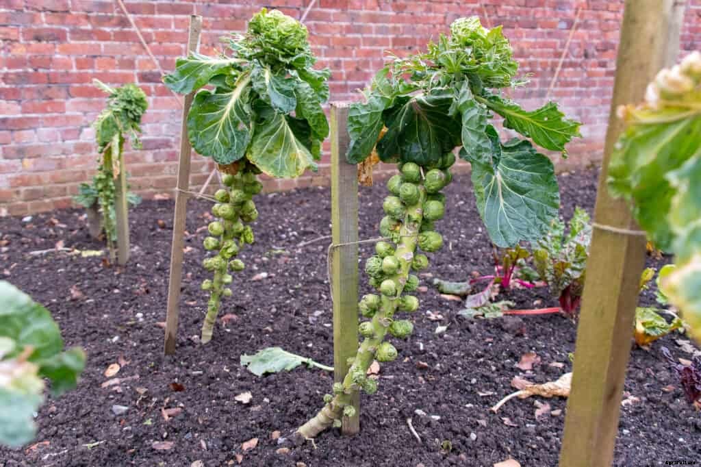 How to Grow Brussels Sprouts