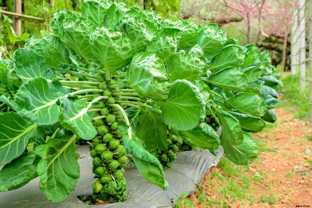 How to Grow Brussels Sprouts