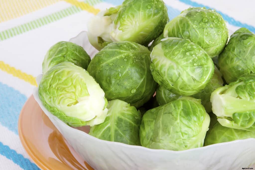 How to Grow Brussels Sprouts