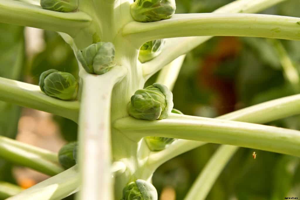 How to Grow Brussels Sprouts