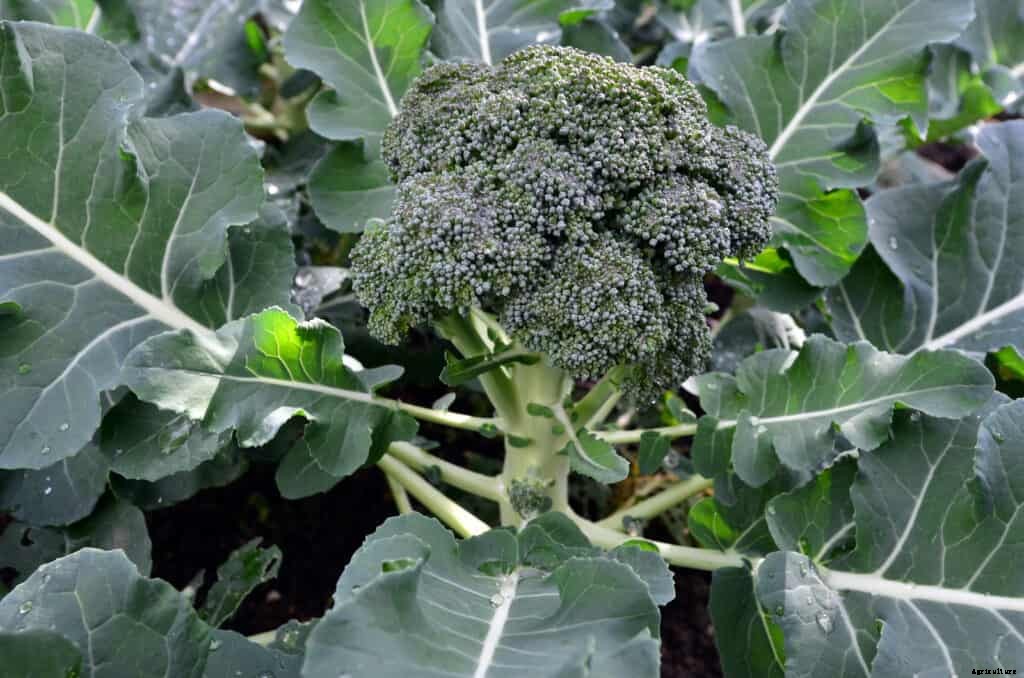 How to Grow Broccoli