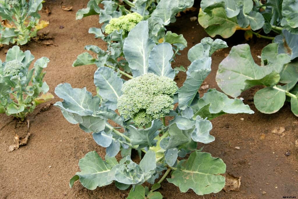 How to Grow Broccoli