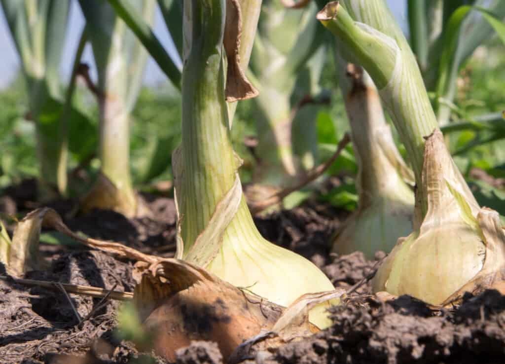How to Grow Onions