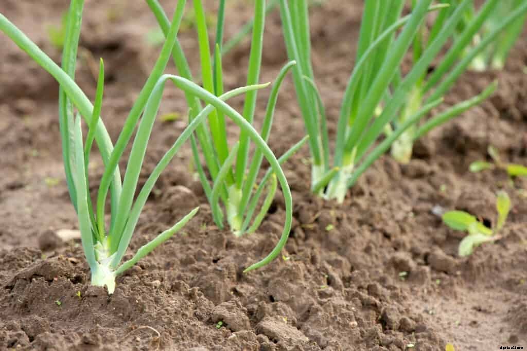How to Grow Onions