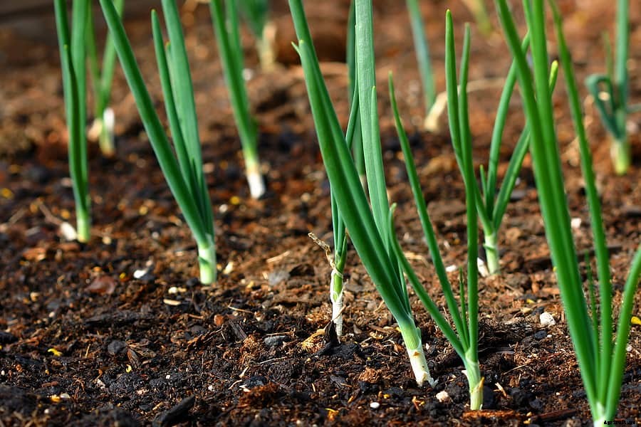 How to Grow Onions