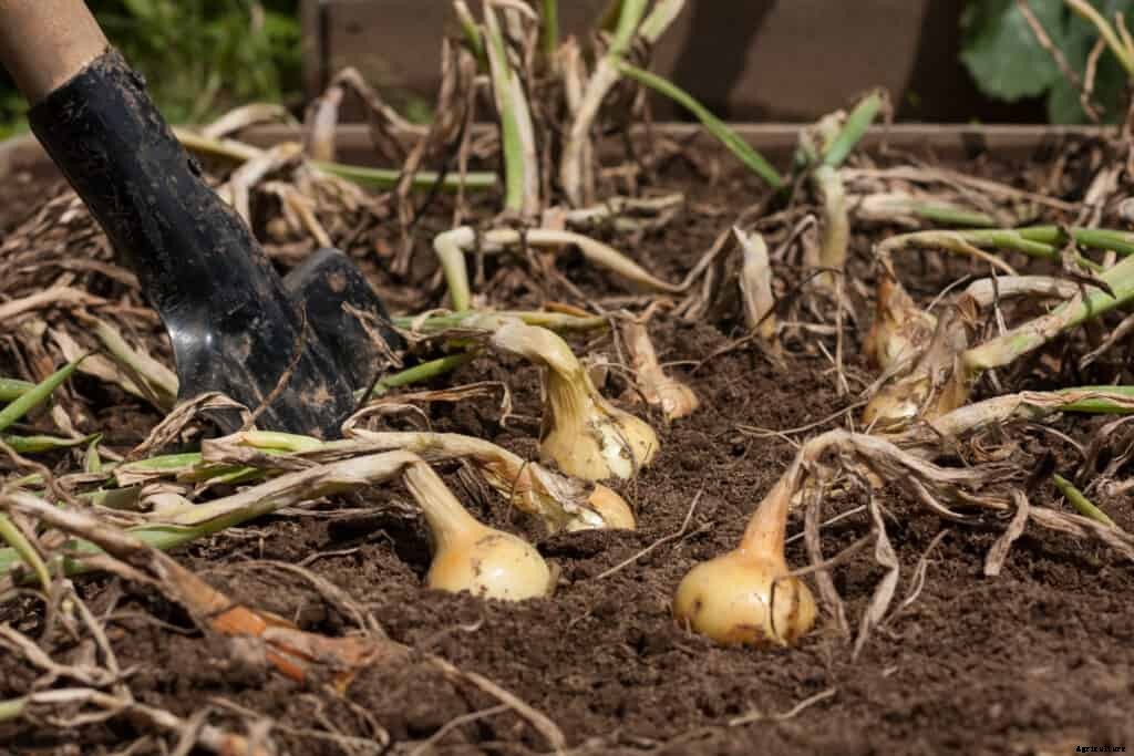 How to Grow Onions