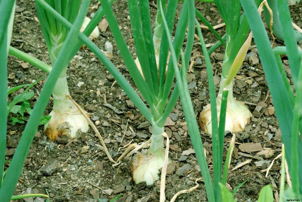 How to Grow Onions