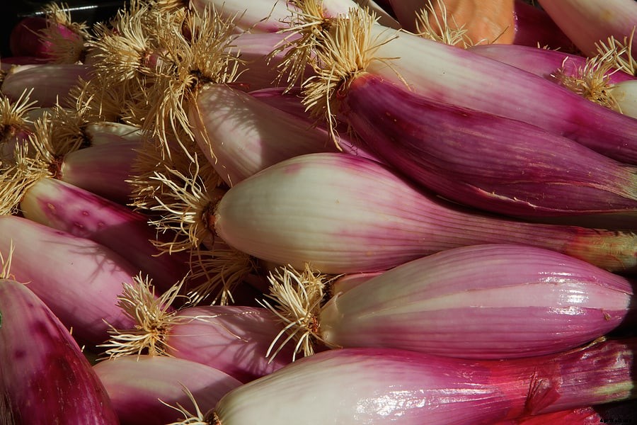 How to Grow Onions