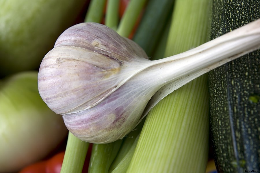 How to Grow Garlic