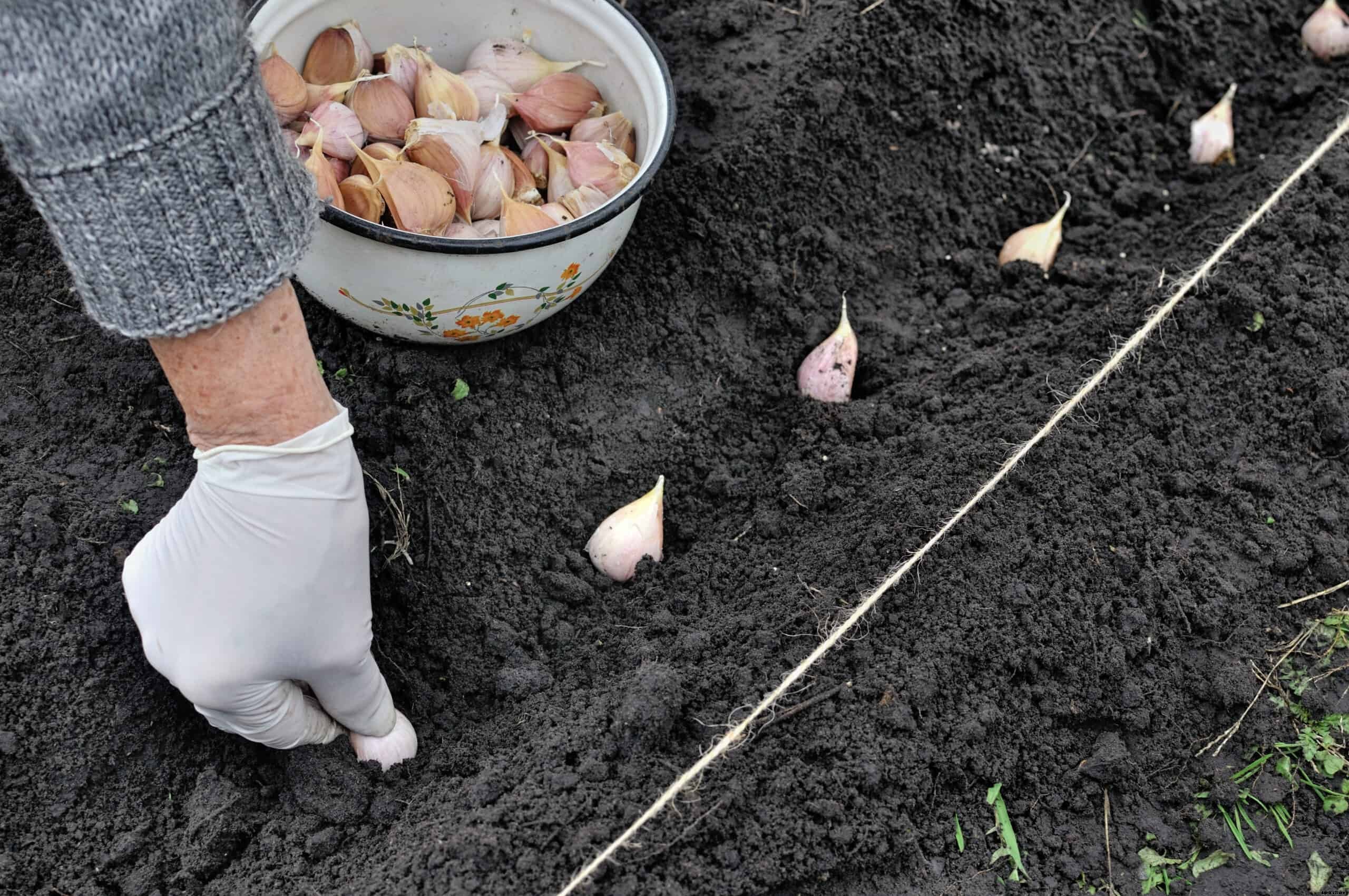 How to Grow Garlic