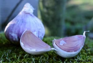 How to Grow Garlic