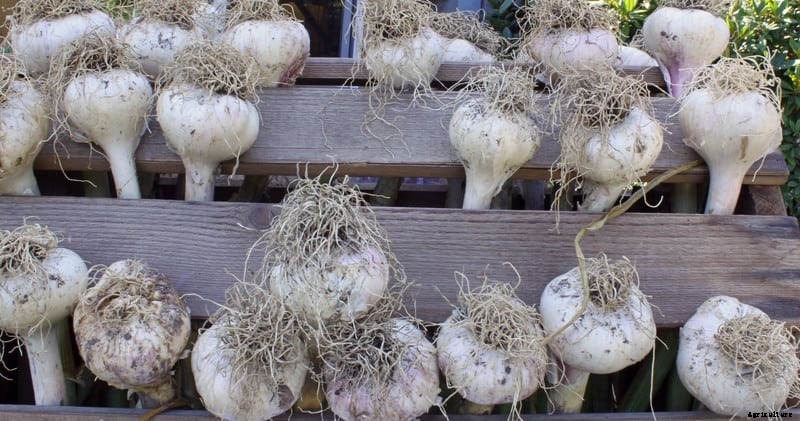 How to Grow Garlic