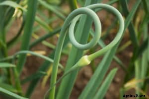 How to Grow Garlic