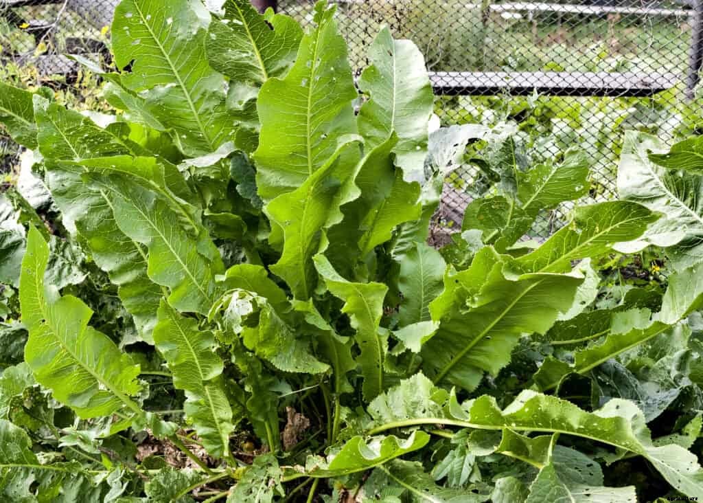 How to Grow Horseradish