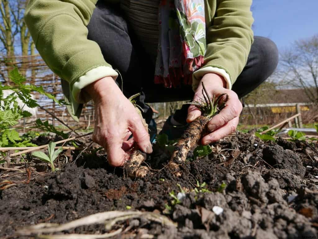 How to Grow Horseradish