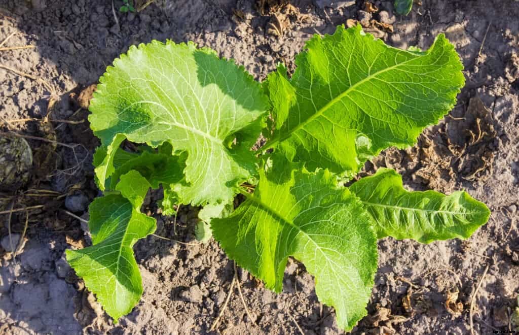 How to Grow Horseradish