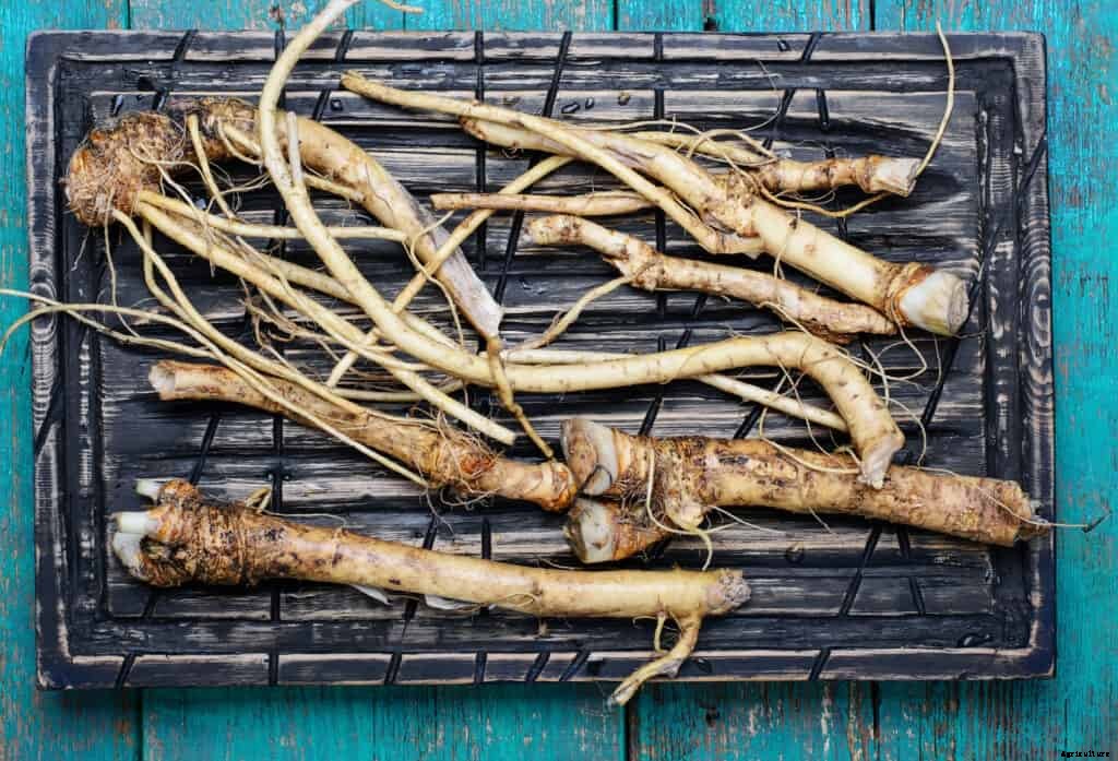 How to Grow Horseradish