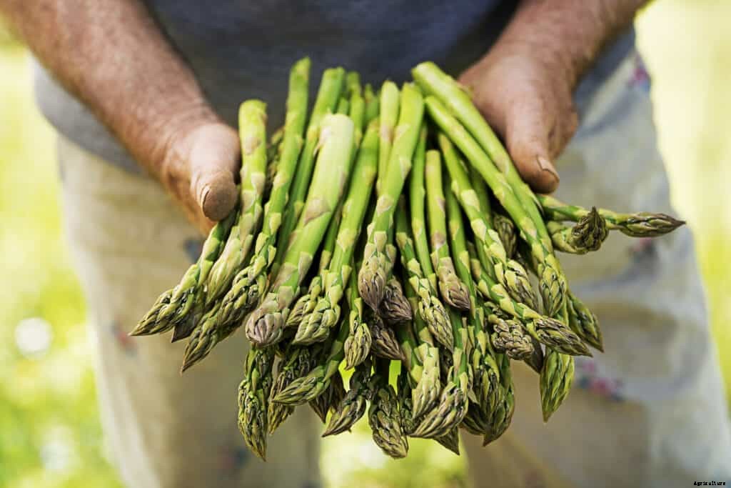 How to Grow Asparagus