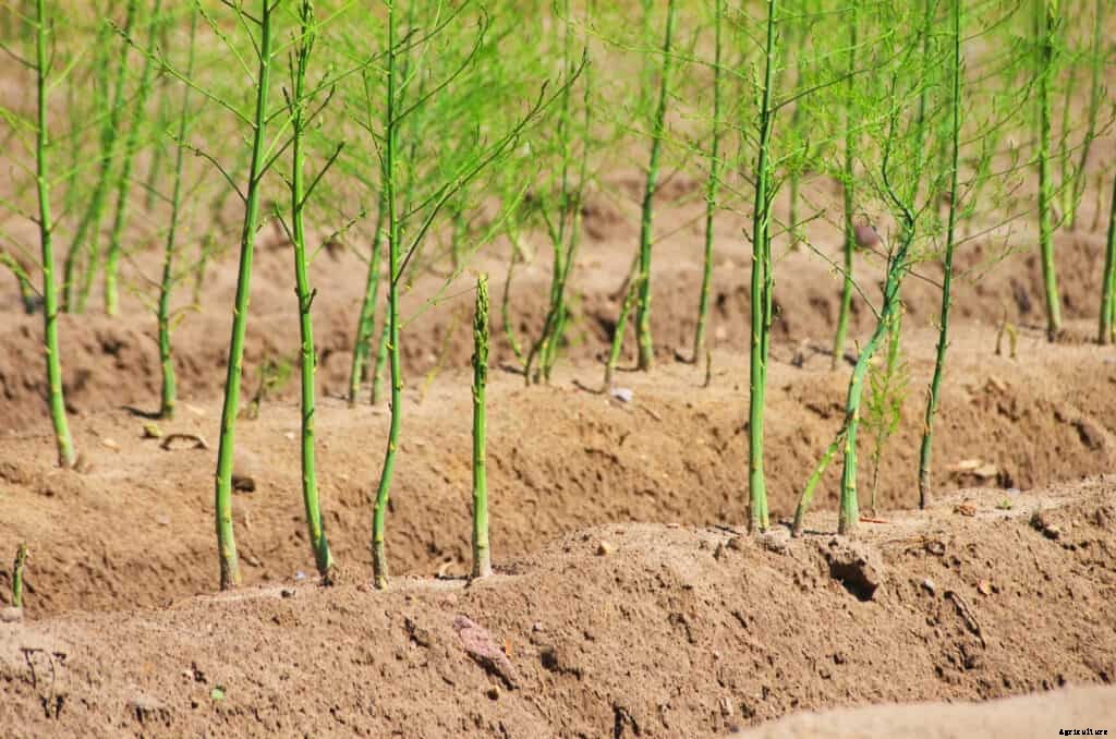 How to Grow Asparagus