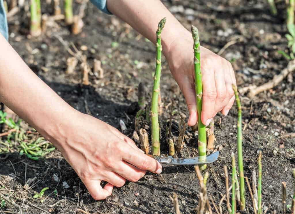 How to Grow Asparagus