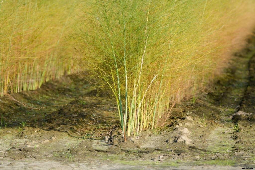 How to Grow Asparagus