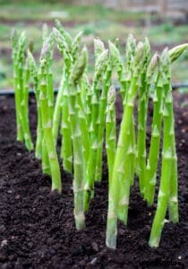 How to Grow Asparagus
