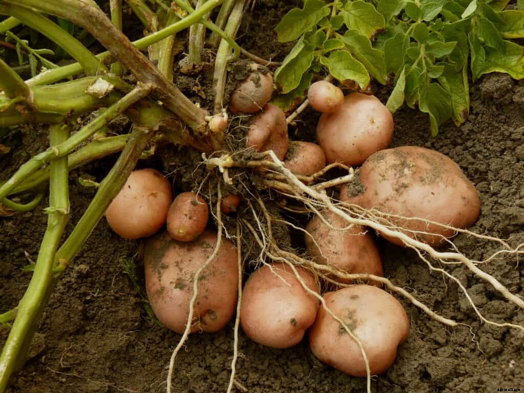 How to Grow Potatoes