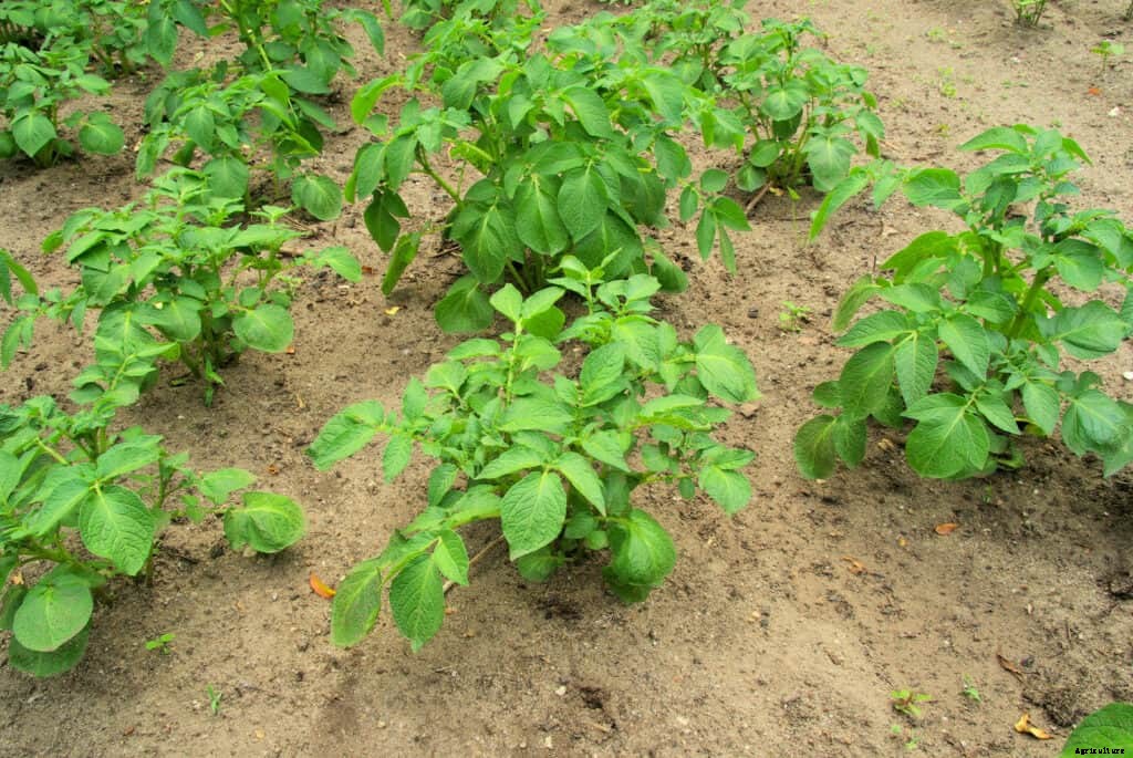 How to Grow Potatoes