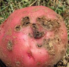 How to Grow Potatoes