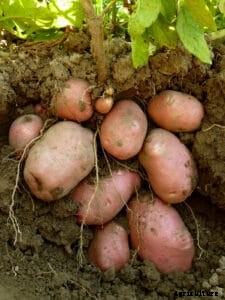 How to Grow Potatoes