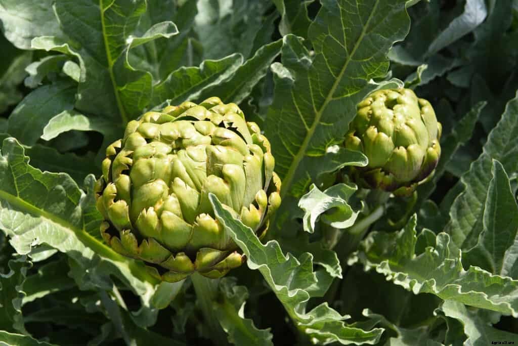 How to Grow Artichokes