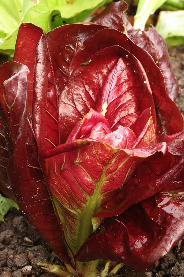 Radicchio Seed Starting Tips