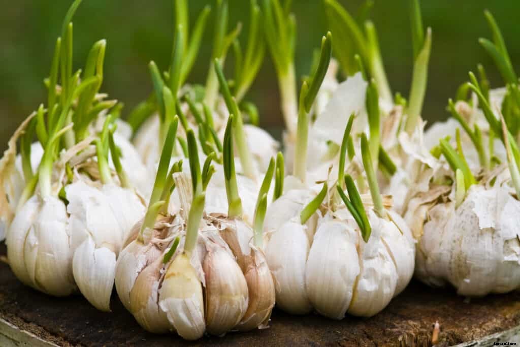 Garlic Plant Starting Tips